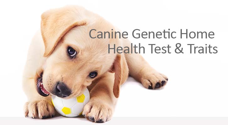 Screen Your Dog for Over 150 Genetic Diseases and Traits!